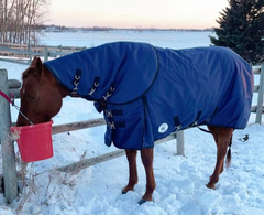 Alliance Equine Econo Winter Blanket with Neck-Navy