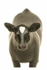Little Buster Toys Champion Crossbred Steer Black/White