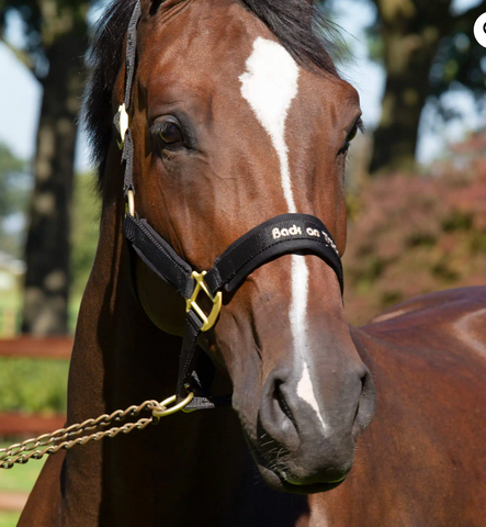 Back On Track Werano Reflective Halter 20999