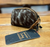 American Darling Cowhide Change Purse ADBG444TAW