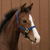 Hi-Brow Nylon Foal Halter