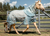 Alliance Equine Buzz Off Fly Sheet