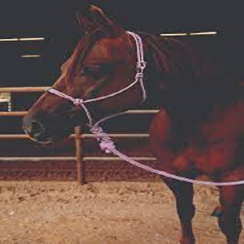 Professionals Choice Easy On Rope Halter-wine